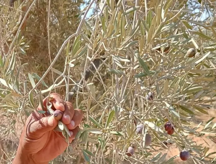 خطة متكاملة لمكافحة ذبابة الزيتون وحماية ثمار المحصول