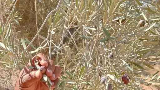 خطة متكاملة لمكافحة ذبابة الزيتون وحماية ثمار المحصول