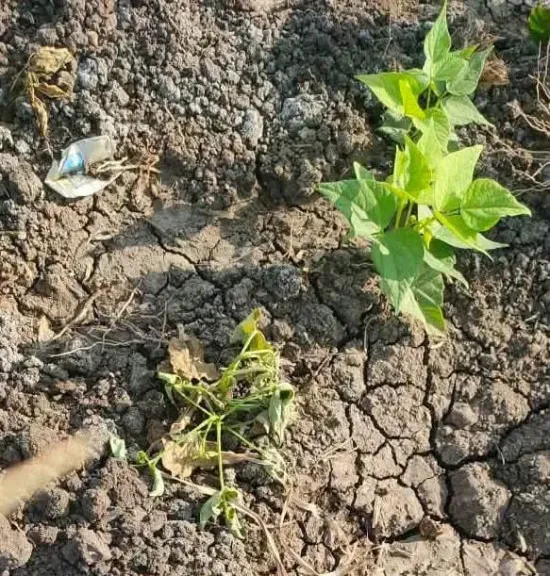 إرشادات زراعية لمواجهة أعفان الجذور والذبابة البيضاء في الفاصوليا
