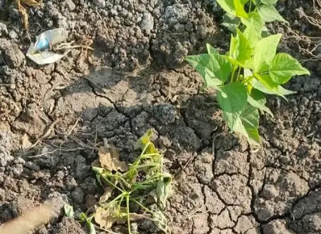 إرشادات زراعية لمواجهة أعفان الجذور والذبابة البيضاء في الفاصوليا