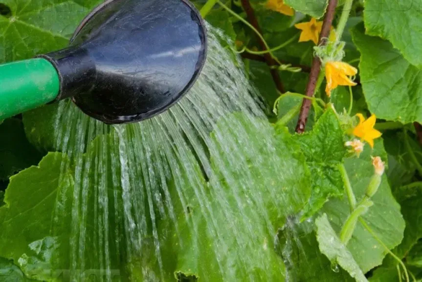 رئيس بحوث بالإرشاد الزراعي يحذر من الاستخدام العشوائي لخلطة الخميرة والعسل في المحاصيل