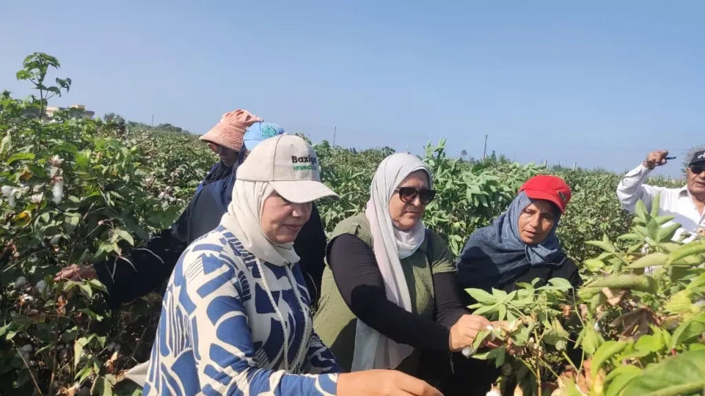 يوم جني للقطن ومتابعة مكثفة للزراعات الصيفية بالدقهليه