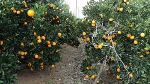 مدير معمل المناخ الزراعي يكشف 10 مؤشرات تدل على تدهور الأراضي