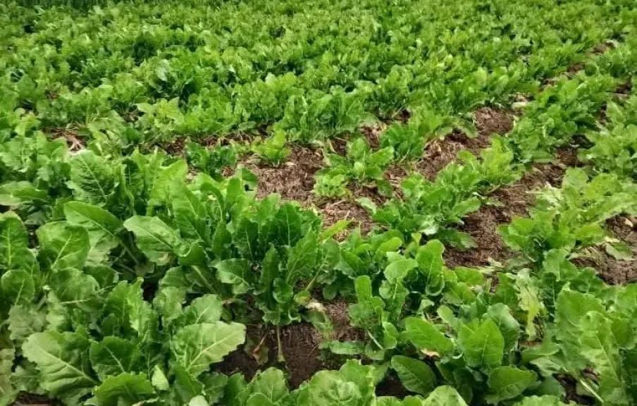 خبير يحذر من 4 آفات حشرية تهدد بنجر السكر