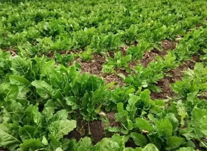 خبير يحذر من 4 آفات حشرية تهدد بنجر السكر