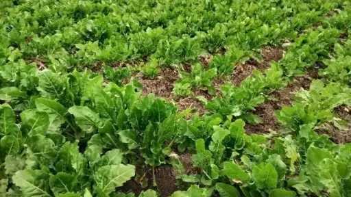 خبير يحذر من 4 آفات حشرية تهدد بنجر السكر