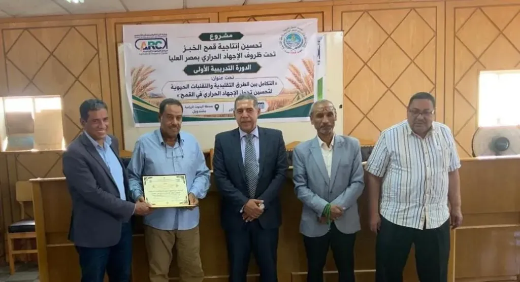 البحوث الزراعية وأكساد يطلقان مسارًا بحثيًا لتطوير قمح أكثر تحملًا للحرارة في مصر العليا