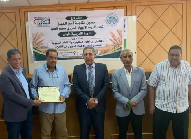 البحوث الزراعية وأكساد يطلقان مسارًا بحثيًا لتطوير قمح أكثر تحملًا للحرارة في مصر العليا