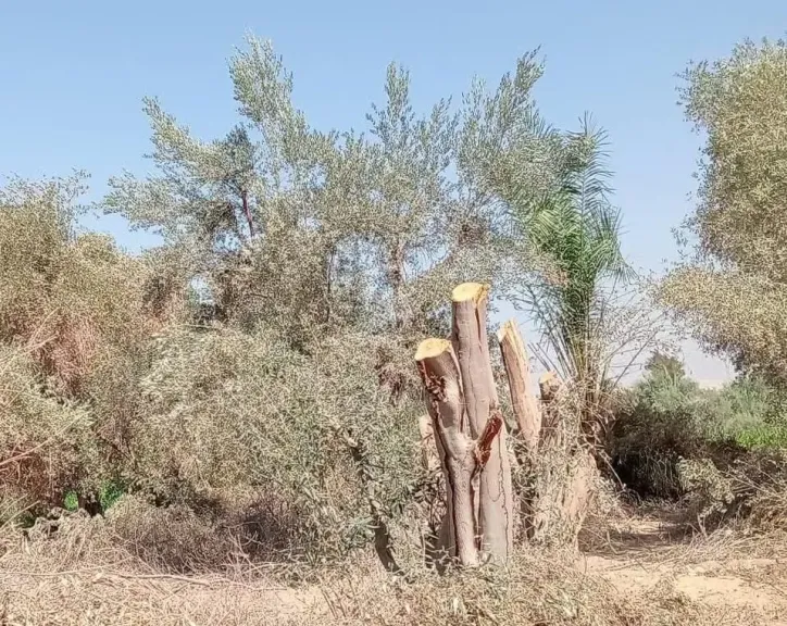 خبير زراعي يكشف أسرار تقليم الزيتون.. 5 فوائد ترفع الإنتاج وتحسن جودة الثمار