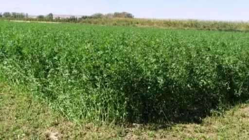 قبل زراعة البرسيم.. خبير زراعي يحذر من خطر «الحامول» في تقاوي الكسر