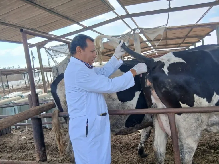 ”الخدمات البيطرية” تكثف برامج التقصي والكشف المبكر عن الأمراض المشتركة بمختلف المحافظات