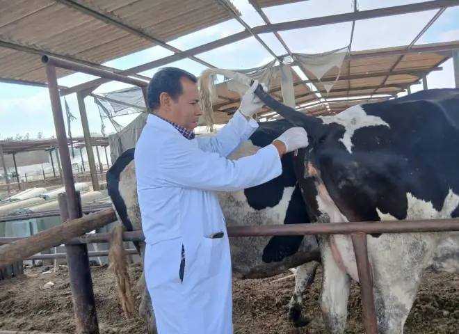 ”الخدمات البيطرية” تكثف برامج التقصي والكشف المبكر عن الأمراض المشتركة بمختلف المحافظات