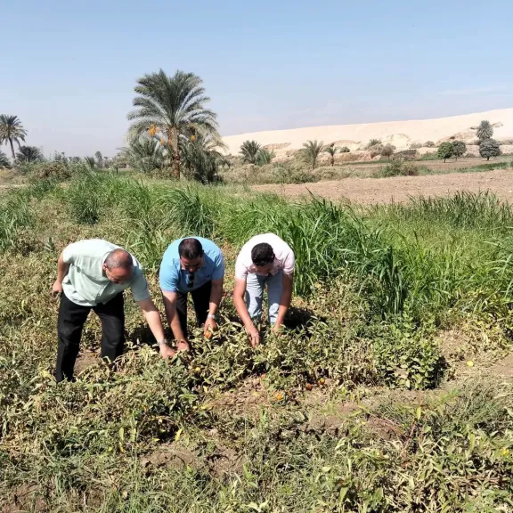 «زراعة سوهاج» تراقب الطماطم بالأحايوة شرق.. وتقدم توصيات للمزارعين