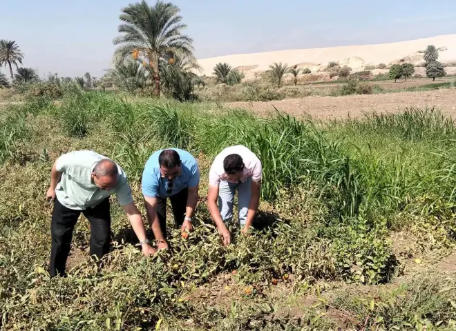 «زراعة سوهاج» تراقب الطماطم بالأحايوة شرق.. وتقدم توصيات للمزارعين