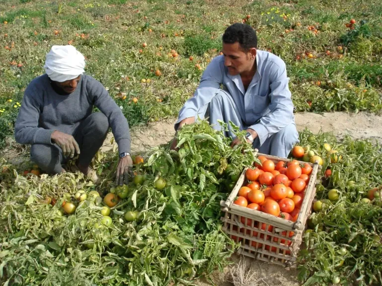 توتا أبسولوتا.. 4 أخطاء في مكافحة سوسة الطماطم تهدد المحصول
