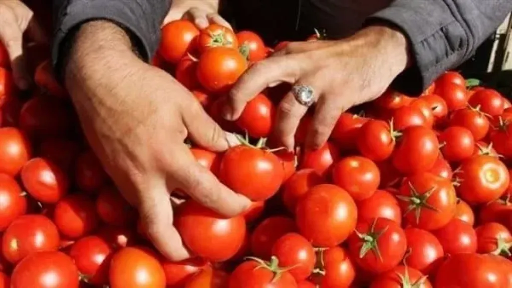 حقيقة وصول كيلو الطماطم إلى 45 جنيهاً في أكتوبر