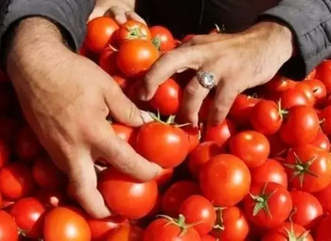 حقيقة وصول كيلو الطماطم إلى 45 جنيهاً في أكتوبر