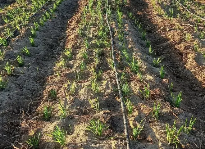 زراعة القمح في موعدها تحمي المحصول.. تعرف على المواعيد المثلى وأضرار التبكير