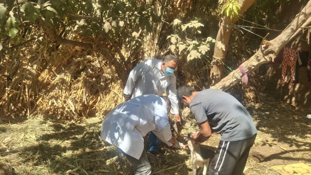 عقر 11 شخصًا بساقلتة.. محافظ سوهاج يوجه بتوفير الأمصال واللقاحات للمصابين