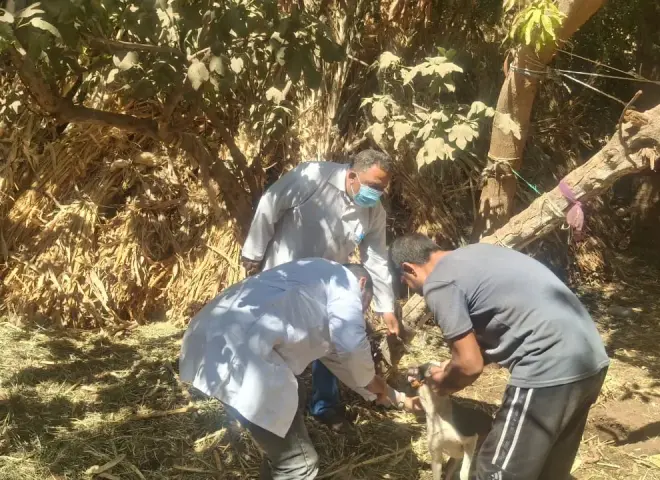 عقر 11 شخصًا بساقلتة.. محافظ سوهاج يوجه بتوفير الأمصال واللقاحات للمصابين