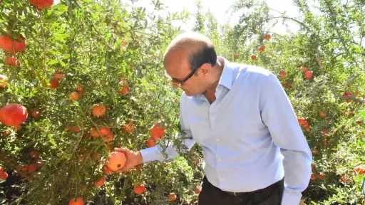 محافظ أسيوط يتفقد حصاد «الذهب الأحمر» بقرية بويط ويعلن دعم التصنيع والتصدير