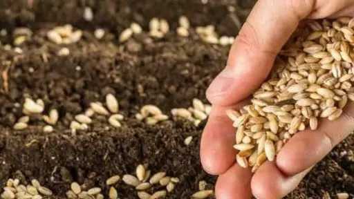 خبير زراعي يكشف أسباب ارتفاع أسعار التقاوي عن الحبوب التجارية