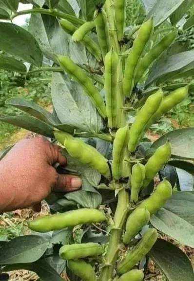 خريطة المحاصيل الشتوية وأهم نصائح إكثار النباتات خلال أكتوبر