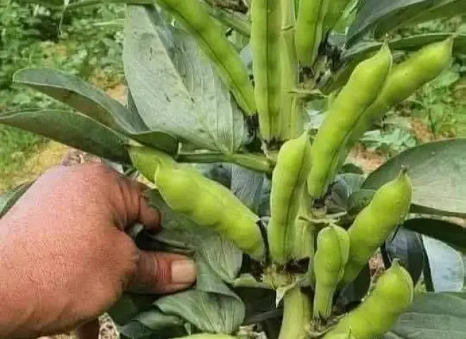 خريطة المحاصيل الشتوية وأهم نصائح إكثار النباتات خلال أكتوبر