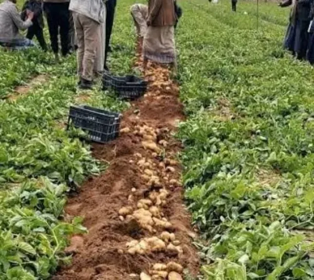 الخريف يفرض كلمته.. فهيم يكشف أهم توصيات حماية المحاصيل من التقلبات المناخية