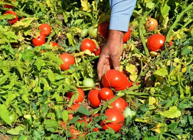 كابوس يهدد حقول الطماطم.. دليل المزارع الذكي للقضاء على ”التوتا أبسليوتا” نهائياً