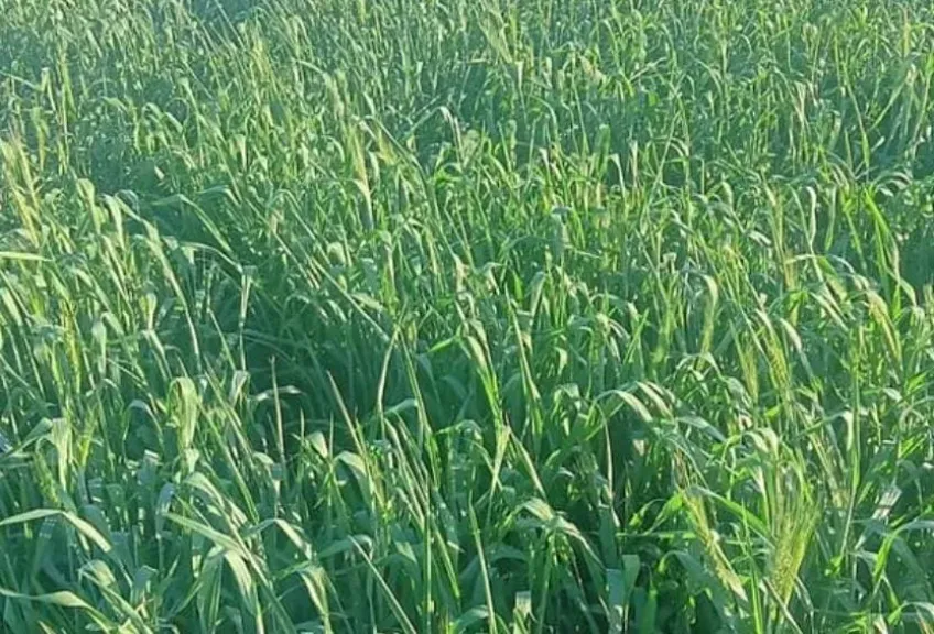 خبير يحذر من زراعة القمح مبكرًا: الطرد يسبب خسارة 4 أردب للفدان