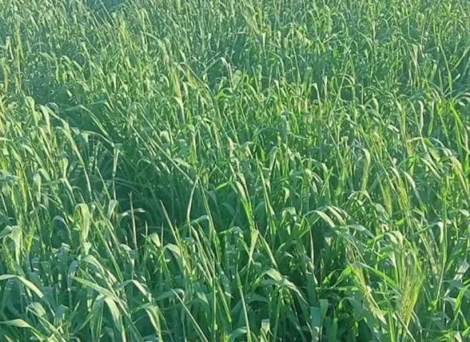 خبير يحذر من زراعة القمح مبكرًا: الطرد يسبب خسارة 4 أردب للفدان