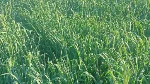 خبير يحذر من زراعة القمح مبكرًا: الطرد يسبب خسارة 4 أردب للفدان
