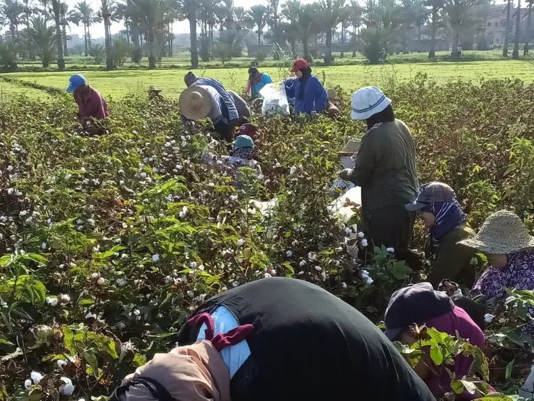 جني القطن في المنزلة