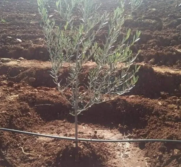 من سبتمبر إلى أكتوبر.. خبير زراعي يكشف الموعد المناسب لزراعة الزيتون