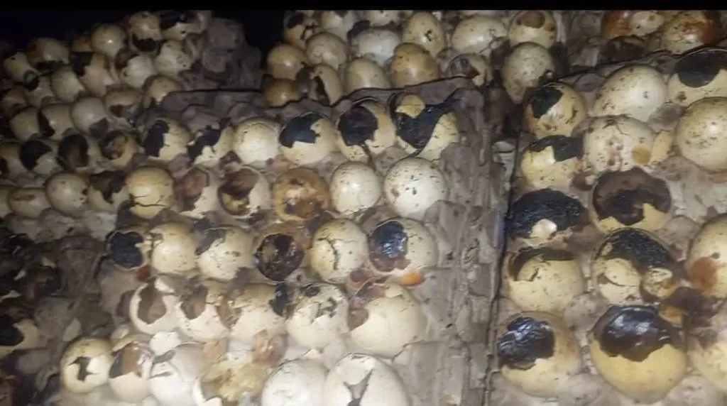 قبل وصولها للأعلاف.. ضبط 105 آلاف بيضة فاسدة في الغربية