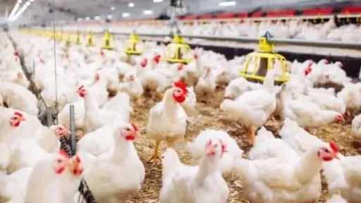 ثروت الزيني يكشف أسباب أزمة الدواجن ويطرح 4 حلول لاستقرار السوق