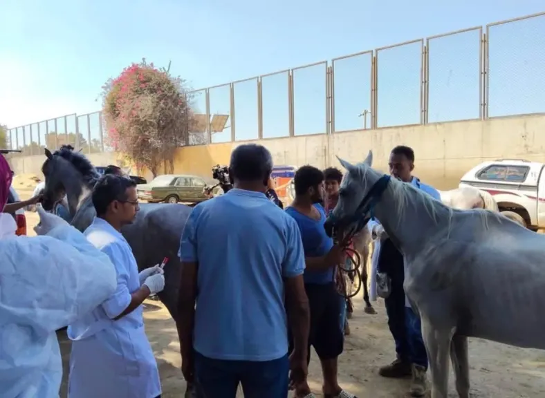 الزراعة تستكمل استعداداتها البيطرية لاستضافة بطولة الفروسية الدولية بمنطقة الأهرامات