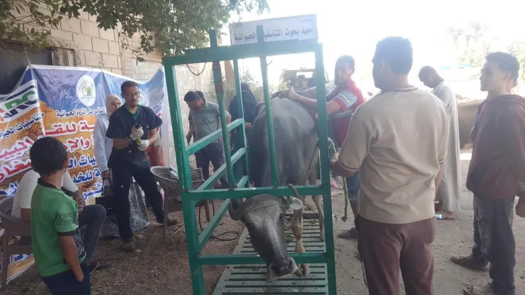 الزراعة تواصل دعم إفوة المنتجة ببني سويف بقافلة بيطرية وتجهيز الأرض للموسم الجديد