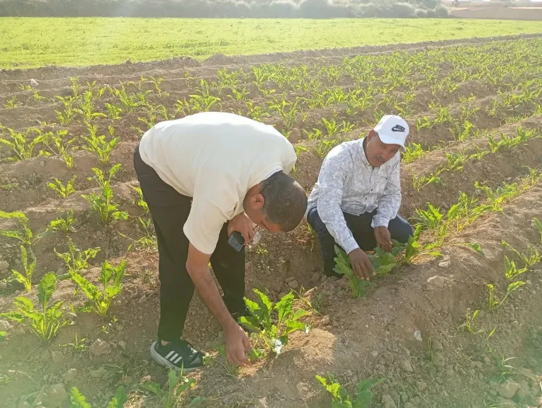 زراعة الإسكندرية تفحص حقول بنجر السكر بـ العامرية ومريوط