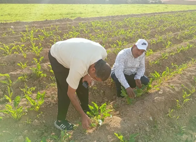زراعة الإسكندرية تفحص حقول بنجر السكر بـ العامرية ومريوط