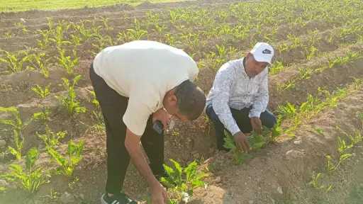 زراعة الإسكندرية تفحص حقول بنجر السكر بـ العامرية ومريوط