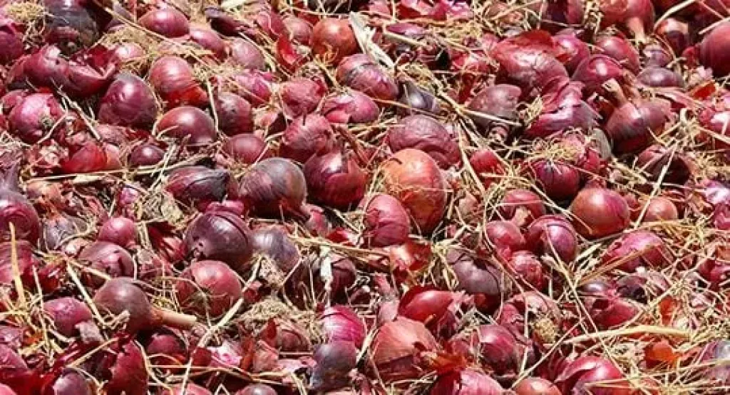 سر الـ 30 جنيهًا.. موعد تراجع أسعار البصل في الأسواق