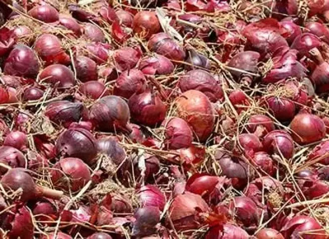 سر الـ 30 جنيهًا.. موعد تراجع أسعار البصل في الأسواق