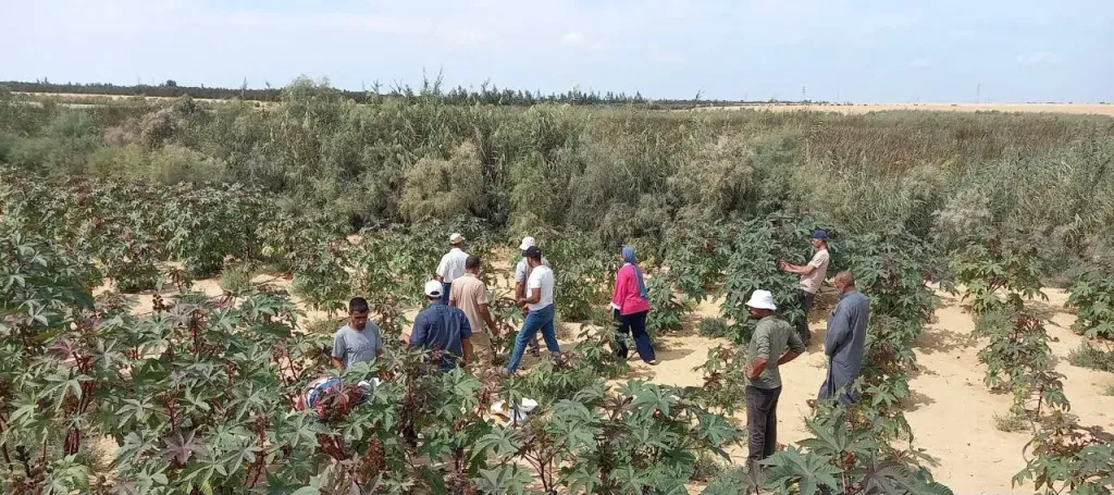 بحوث الصحراء يحيي زراعة الخروع في سيناء.. أصناف محلية ومستوردة لزيادة إنتاج زيت الخروع وتقليل الاستيراد