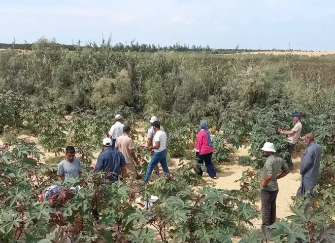 بحوث الصحراء يحيي زراعة الخروع في سيناء.. أصناف محلية ومستوردة لزيادة إنتاج زيت الخروع وتقليل الاستيراد