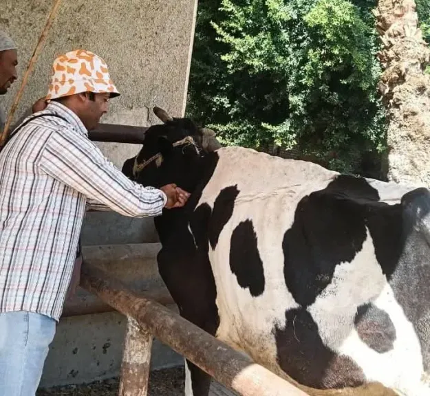 محافظ أسيوط: خدمات بيطرية وتنموية لـ17 ألفًا و988 رأسًا من الماشية والدواب خلال شهر