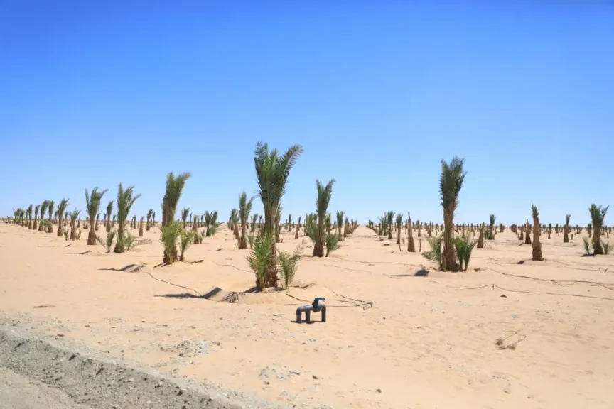 مليون نخلة و1500 فرصة عمل.. كيف يغير مجمع التمور خريطة التصنيع الزراعي بالوادي الجديد؟