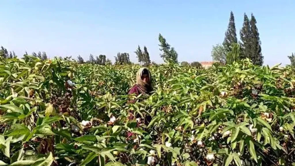 لزيادة الإنتاج وتحسين الجودة.. الإرشاد الزراعي بالبحيرة ينظم يوم جني القطن بالرحمانية