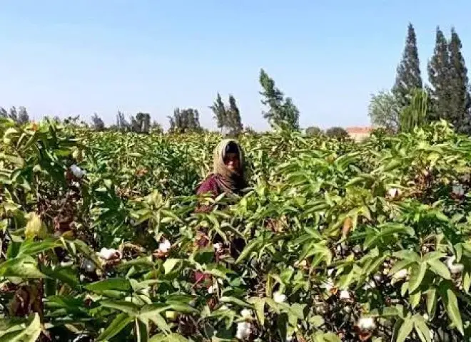 لزيادة الإنتاج وتحسين الجودة.. الإرشاد الزراعي بالبحيرة ينظم يوم جني القطن بالرحمانية